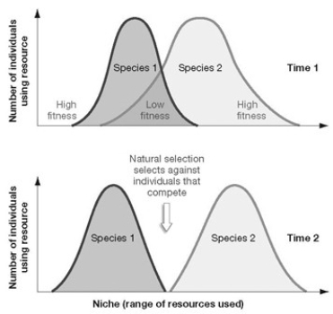   What is the term used to describe the process shown in the panels in the accompanying figure, assuming Time 2 follows Time 1? A)  competition B)  species interaction C)  niche differentiation D)  niche realization