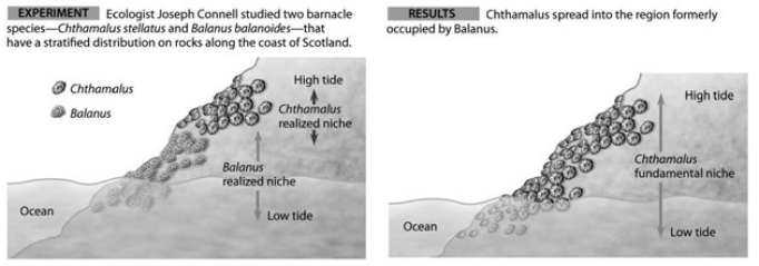 Use the accompanying diagram to answer the question(s)  below.   -Which of the following statements is a valid conclusion of this experiment? A)  Balanus can survive only in the lower intertidal zone because it is unable to resist desiccation. B)  Balanus is inferior to Chthamalus in competing for space on rocks lower in the intertidal zone. C)  The two species of barnacles do not compete with each other because they feed at different times of day. D)  The removal of Balanus shows that the realized niche of Chthamalus is smaller than its fundamental niche. E)  If Chthamalus were removed, Balanus's fundamental niche would become larger.