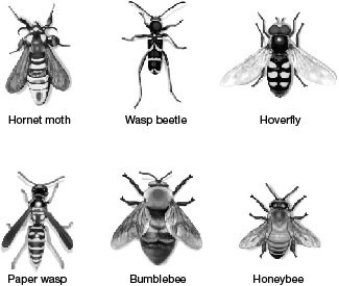   -In the accompanying figure, which of the following statements is TRUE? A)  All of the species of insects shown are in the order Hymenoptera. B)  There are no true mimics in the insects shown. C)  All of the insects are displaying Batesian mimicry. D)  Half of the six insects shown are harmless.