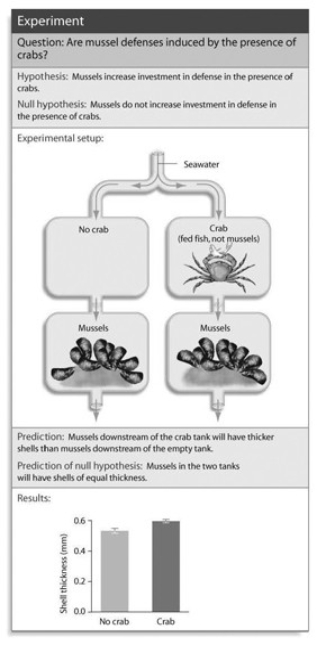   What conclusion can you draw from the accompanying figure? A)  Without direct contact, mussels can sense the presence of crabs. B)  Mussels can sense the presence of crabs only visually. C)  Mussels are increasing their shell thickness in response to water current. D)  Shell thickness is a non-inducible defense. E)  Crabs hunt for mussels by focusing on the chemicals they emit into the water.