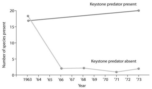 The symbols +, −, and 0 are to be used to show the results of interactions between individuals and groups of individuals in the examples that follow. The symbol + denotes a positive interaction, − denotes a negative interaction, and 0 denotes where individuals are not affected by interacting. The first symbol refers to the first organism mentioned. -  What does the graph in the accompanying figure tell you about the definition of a keystone species? A)  A keystone species has little interaction with other species in an environment. B)  Removing a keystone species from the community drastically reduces diversity. C)  Adding a keystone species to the community will make it more diverse. D)  Removing a keystone species from the community will eventually allow for the invasion of a new species.