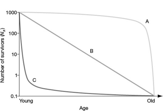   -In the figure, which of the following survivorship curves most applies to humans living in developed countries? A)  curve A B)  curve B C)  curve C D)  curve A or curve B