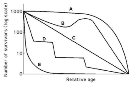 Use the survivorship curves in the accompanying figure to answer the following questions.   Referring to the figure, which curve best describes survivorship in elephants? A)  A B)  B C)  C D)  D E)  E 