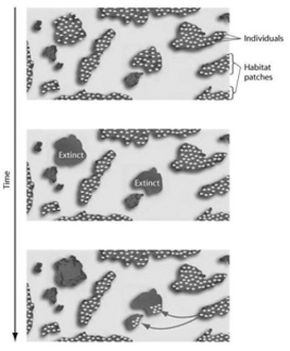   The figure shown here represents the dynamics of ________. A)  metapopulations B)  extinction C)  emigration D)  both metapopulations and extinction E)  both extinction and emigration