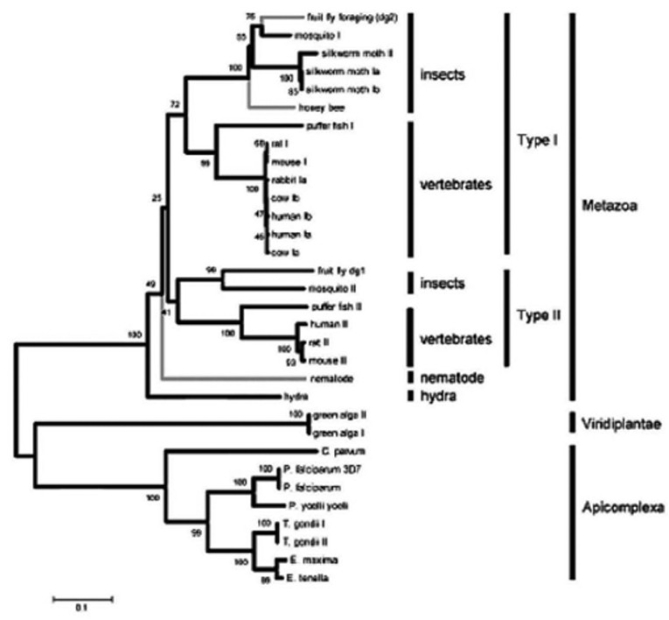 Use the following information to answer the following question(s) . The following are an abstract and figure from a paper that explores the evolutionary relationship between a protein kinase and behavior (M. Fitzpatrick and M. Sokolowski. 2004. In search of food: Exploring the evolutionary link between cGMP-dependent protein kinase (PKG)  and behavior. Integrative and Comparative Biology 44:28-36) . Abstract: Despite an immense amount of variation in organisms throughout the animal kingdom, many of their genes show substantial conservation in DNA sequence and protein function. Here we explore the potential for a conserved evolutionary relationship between genes and their behavioral phenotypes. We investigate the evolutionary history of cGMP-dependent protein kinase (PKG)  and its possible conserved function in food-related behaviors. First identified for its role in the foraging behavior of fruit flies, the PKG encoded by the foraging gene had since been associated with the maturation of behavior (from nurse to forager)  in honey bees and the roaming and dwelling food-related locomotion in nematodes. These parallels encouraged us to construct protein phylogenies using 32 PKG sequences that include 19 species. Our analyses suggest five possible evolutionary histories that can explain the apparent conserved link between PKG and behavior in fruit flies, honey bees, and nematodes. Three of these raise the hypothesis that PKG influences the food-related behaviors of a wide variety of animals including vertebrates. Moreover it appears that the PKG gene was duplicated some time between the evolution of nematodes and a common ancestor of vertebrates and insects whereby current evidence suggests only the for-like PKG might be associated with food-related behavior.   These are neighbor joining trees that depict the evolutionary relationships of 32 PKG kinase domain and C-terminal amino acid sequences spanning 19 species of protozoans and metazoans. Values at the nodes represent the results of 5000 bootstrap replications. Lineages with known behavioral links with PKG are indicated by gray branches. -Using the figure and the accompanying paragraph, and knowing that the PKG encoded by the foraging gene has recently been associated with the maturation of out-of-nest behavior in honeybees, what would be a logical explanation for this relationship? As animals mature, they ________. A)  require more food; therefore, PKG levels must increase. B)  are more likely to forage; therefore, PKG levels must increase. C)  respond to pheromones from the queen, which increases PKG levels. D)  are able to fly, an activity that is connected to the increase in PKG levels.