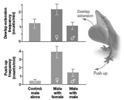The accompanying graph shows data collected to test the hypothesis that the dewlap extension and the push-up displays of Anolis lizards play a role in sexual selection. Given this data, what can you conclude?   A)  The dewlap extension does not play a role in sexual selection, but push-up frequencies do. B)  Both the dewlap extension and the push-up frequencies play a role in sexual selection. C)  Neither the dewlap extension nor the push-up frequencies play a role in sexual selection. D)  The dewlap extension plays a role in sexual selection, but the push-up frequencies do not.