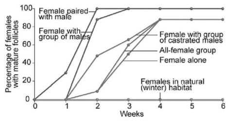   In the accompanying figure, which of the following conclusions is most logical based on the data? A)  Females produce more eggs faster when exposed to breeding males. B)  Females produce eggs faster when exposed to many males than do females paired with a male. C)  All non-isolated females do just as well as isolated females. D)  After four weeks together, females with males produce mature follicles to the same extent as females without males.