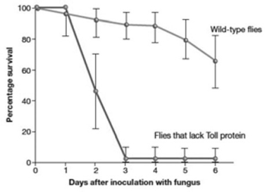 Mutant fruit flies that do not make Toll protein were tested for survival after fungal infection.   The results shown in the accompanying graph support the hypothesis that ________. A)  Toll protein is necessary for protection from death by fungal infection B)  after fungal infection, wild-type flies die more rapidly than mutants lacking the Toll protein C)  flies lacking the Toll protein die within one day of a fungal infection D)  Toll proteins have a delayed affect in killing flies