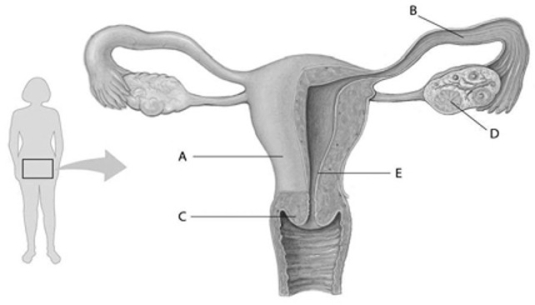 Refer to the accompanying figure, which diagrams the reproductive anatomy of the human female, to answer the question(s)  below.   -In the accompanying figure, which letter points to the uterus? A)  A B)  B C)  C D)  D