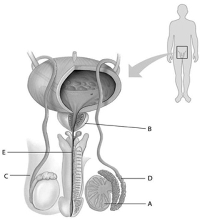 Refer to the accompanying figure, which diagrams the reproductive anatomy of the human male, to answer the question(s)  below.   -In the figure, which letter points to the urethra? A)  A B)  B C)  C D)  D E)  E