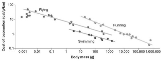     For a 100-gram animal, what is the most costly form of locomotion? A)  swimming B)  flying C)  running D)  peristalsis