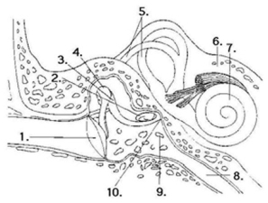 Refer to this diagram of the ear to answer the question(s)  below.   -How does the ear allow humans to distinguish the volume of different sounds? A)  Louder sounds cause larger action potentials than do softer sounds. B)  Louder sounds cause smaller action potentials than do softer sounds. C)  Louder sounds induce a higher frequency of action potentials than do softer sounds. D)  Louder sounds induce a lower frequency of action potentials than do softer sounds. E)  Louder sounds cause larger action potentials than do softer sounds, and louder sounds induce a higher frequency of action potentials than do softer sounds.