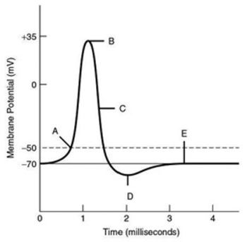 Refer to the following graph of an action potential to answer the question(s)  below.   -The minimum depolarization needed to operate the voltage-gated sodium and potassium channels is indicated by the label ________. A)  A B)  B C)  C D)  D E)  E