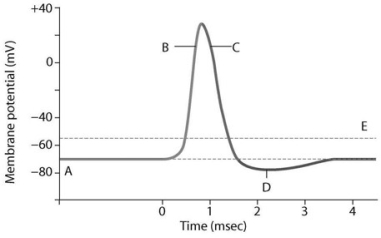 -Which Letter in the Accompanying Figure Corresponds to a Large | Biology+