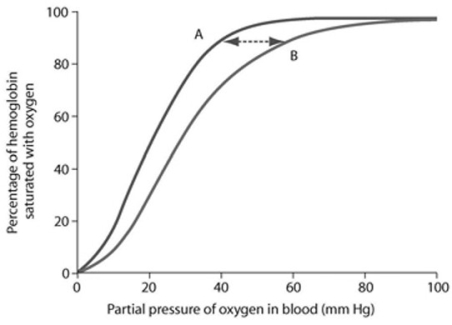   Based on the accompanying figure, showing fetal (A)  and adult (B)  oxygen-hemoglobin saturation curves, which of the following conclusions is TRUE? A)  The mother binds oxygen with greater affinity than the fetus. B)  Adult saturation occurs at lower partial pressures of oxygen than fetal saturation does. C)  At 50 percent saturation, fetal blood will have a higher affinity for oxygen than adult blood will. D)  As the partial pressure of oxygen increases, adult hemoglobin approaches saturation faster than fetal hemoglobin does.