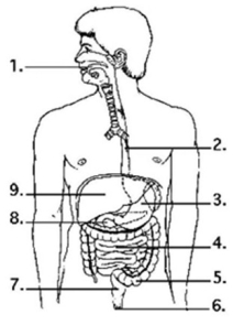   -Examine the digestive system structures in the accompanying figure. Bacteria that produce vitamins are found in the greatest concentration in location ________. A)  3 B)  4 C)  5 D)  7 E)  8