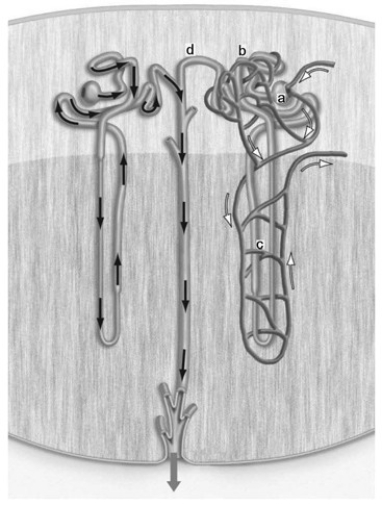   The accompanying figure shows a nephron. Filtration takes place in the structure labeled ________. A)  a B)  b C)  c D)  d