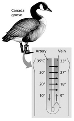   -Countercurrent heat exchangers are more useful for ________. A)  ectotherms to permit them to maintain constant body temperature B)  ectotherms to allow their body temperature to match the environment C)  endotherms to allow the body's core temperature to remain stable D)  endotherms to allow their extremities to remain at an elevated body temperature in the cold E)  poikilotherms that need to have different body temperatures