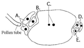   Based on the accompanying figure, after fertilization, which cell(s)  give(s)  rise to the embryo plant? A)  A B)  B C)  C D)  D E)  E