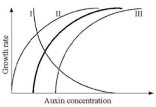   The heavy line in the accompanying figure illustrates the relationship between auxin concentration and cell growth in stem tissues. If the same range of concentrations were applied to lateral buds, what curve(s)  would probably be produced? A)  I B)  II C)  III D)  II or III E)  I or III