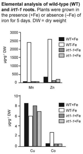   The irt1 gene is responsible for most of the iron uptake activity in roots (Vert et al., Plant Cell 14 [2002]: 1223-33) . To determine the specificity of the irt1 transporter in Arabidopsis plants, researchers measured the concentration of manganese, zinc, copper, and cobalt contained in wild-type and irt1-1 mutant plants. What conclusions about irt1 specificity can you draw from the data in the accompanying figure? A)  Under iron-deficient conditions, irt1 is highly specific for iron. B)  Under iron-deficient conditions, irt1 is important for the transport of iron and copper. C)  irt1 is important for the transport of iron and copper independent of iron concentration. D)  Under iron-deficient conditions, irt1 is necessary for the transport of zinc, manganese, and cobalt. E)  irt1 participates in the transport of iron, zinc, manganese, and cobalt independent of iron concentration.