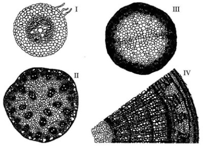 The following questions are based on the drawings of root or stem cross sections shown in the accompanying figure.   Refer to the figure. A monocot stem is represented by ________. A)  I only B)  II only C)  III only D)  IV only E)  I and III