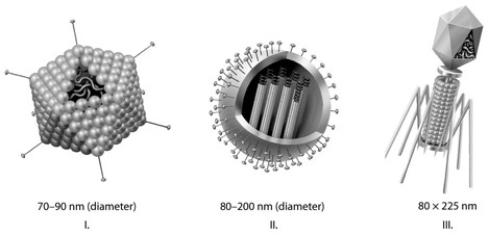   Which of the three types of viruses shown in the accompanying figure has a capsid? A)  I only B)  II only C)  III only D)  I and II only E)  I, II, and III