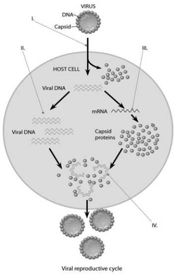   -In the figure, when new viruses are being assembled at the point marked IV, what mediates the assembly? A)  host cell chaperones B)  assembly proteins coded for by the host nucleus C)  assembly proteins coded for by the viral genes D)  viral RNA intermediates E)  The viral components interact spontaneously and self assemble.