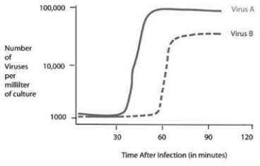 Use the accompanying figure and information to answer the question(s)  below.   -Using the data in the figure, how long does it take for virus B to go through one lytic cycle? A)  15 minutes B)  30 minutes C)  45 minutes D)  60 minutes