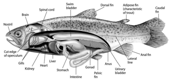 Use the accompanying figure and information to answer the question(s)  below.   -When a shark stops swimming, it ________. 1)  sinks 2)  quickly dies 3)  oxygenates its blood less effectively A)  1 only B)  2 only C)  3 only D)  1 and 3 E)  1, 2, and 3