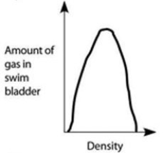 Use the accompanying figure and information to answer the question(s)  below.   -Which graph properly depicts the relationship between the amount of gas in the swim bladder and the density of the fish? A)    B)    C)    D)    E)    Graph with density on the x-axis and amount of gas in swim bladder on the y-axis. Both axes are unscaled, increasing. A line increases steeply from the origin and then flattens near the top of the y-axis.