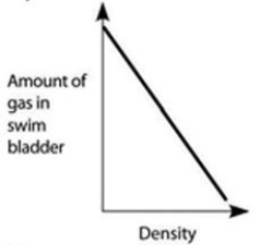 Use the accompanying figure and information to answer the question(s)  below.   -Which graph properly depicts the relationship between the amount of gas in the swim bladder and the density of the fish? A)    B)    C)    D)    E)    Graph with density on the x-axis and amount of gas in swim bladder on the y-axis. Both axes are unscaled, increasing. A line increases steeply from the origin and then flattens near the top of the y-axis.