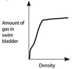 Use the accompanying figure and information to answer the question(s)  below.   -Which graph properly depicts the relationship between the amount of gas in the swim bladder and the density of the fish? A)    B)    C)    D)    E)    Graph with density on the x-axis and amount of gas in swim bladder on the y-axis. Both axes are unscaled, increasing. A line increases steeply from the origin and then flattens near the top of the y-axis.