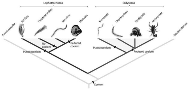   Refer to the accompanying figure. Suppose new molecular analyses indicated that the phylum Annelida had diverged from the arthropod lineage after Onychophora and Tardigrada. What would this imply about protostome evolution? 1)  Segmentation evolved only once within protostomes. 2)  The annelid lineage gained and then lost the ability to molt. 3)  The annelid lineage gained and then lost jointed limbs. A)  1, 2, and 3 B)  2 and 3 C)  only 3 D)  1 and 2 E)  1 and 3