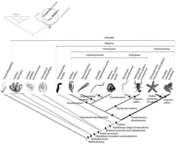   Which morphological trait evolved more than once in animals, according to the phylogeny based on DNA sequence data found in the accompanying figure? A)  coelom B)  bilateral symmetry C)  segmentation D)  tissue E)  protostome development