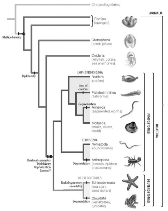 A: Morphological phylogeny.   B: Molecular phylogeny.   In the traditional morphological phylogeny (A) , the phylum Platyhelminthes is depicted as a sister taxon to the rest of the protostome phyla and as having diverged earlier from the lineage that led to the rest of the protostomes. In the molecular phylogeny (B) , Platyhelminthes is depicted as a lophotrochozoan phylum. What probably led to this change? A)  Platyhelminthes ceased to be recognized as true protostomes. B)  Similarity of genetic information has led to realization that some morphological features are evolutionarily flexible (e.g., coelom formation)  and so cannot be used as a diagnostic character. C)  All Platyhelminthes must have a well-developed lophophore as their feeding apparatus. D)  Platyhelminthes' close genetic ties to the arthropods became clear as their Hox gene sequences were studied.