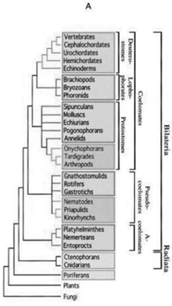 Use the following information and figure to answer the question below. In a review paper published in 2000, Adoutte et al. examined some animal phylogenies generated by comparing the ribosomal RNA (rRNA)  of animals from many different phyla. They then integrated these independently created phylogenies into one phylogeny that best fit all the data. The figure below compares a traditional phylogeny based on morphological characteristics (A)  to the new molecular-based phylogeny described by Adoutte et al. (B) . Note that platyhelminthes, nemerteans, and entoprocts, which do not have coeloms and are classified as acoelomates in the morphological phylogeny, are reclassified as lophotrochozoans in the molecular phylogeny. Similarly, groups classified as pseudocoelomates in the morphological phylogeny are reclassified as either lophotrochozoans or ecdysozoans in the molecular phylogeny; other lophotrochozoans and ecdysozoans have coeloms. Copyright 2000 National Academy of Sciences, U.S.A. (A. Adoutte, G. Balavoine, N. Lartillot, O. Lespinet, B. Prud'homme, and R. de Rosa. 2000. The new animal phylogeny. Proceedings of the National Academy of Sciences USA 97(9) :4453-56.)      What does this reclassification based on molecular data imply about the evolution of acoelomates, pseudocoelomates, and coelomates? A)  Pseudocoelomates can be seen as an intermediate stage between acoelomate and coelomate development. B)  Although acoelomates and pseudocoelomates evolved only once, coelomates evolved multiple times in different lineages. C)  Only the animals that evolved earliest are acoelomates. D)  Some pseudocoelomates and acoelomates have evolved from coelomates.