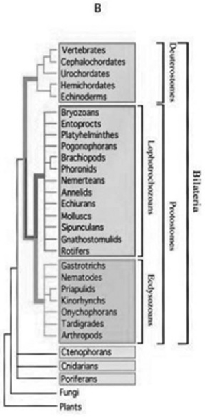 Use the following information and figure to answer the question below. In a review paper published in 2000, Adoutte et al. examined some animal phylogenies generated by comparing the ribosomal RNA (rRNA)  of animals from many different phyla. They then integrated these independently created phylogenies into one phylogeny that best fit all the data. The figure below compares a traditional phylogeny based on morphological characteristics (A)  to the new molecular-based phylogeny described by Adoutte et al. (B) . Note that platyhelminthes, nemerteans, and entoprocts, which do not have coeloms and are classified as acoelomates in the morphological phylogeny, are reclassified as lophotrochozoans in the molecular phylogeny. Similarly, groups classified as pseudocoelomates in the morphological phylogeny are reclassified as either lophotrochozoans or ecdysozoans in the molecular phylogeny; other lophotrochozoans and ecdysozoans have coeloms. Copyright 2000 National Academy of Sciences, U.S.A. (A. Adoutte, G. Balavoine, N. Lartillot, O. Lespinet, B. Prud'homme, and R. de Rosa. 2000. The new animal phylogeny. Proceedings of the National Academy of Sciences USA 97(9) :4453-56.)      What does this reclassification based on molecular data imply about the evolution of acoelomates, pseudocoelomates, and coelomates? A)  Pseudocoelomates can be seen as an intermediate stage between acoelomate and coelomate development. B)  Although acoelomates and pseudocoelomates evolved only once, coelomates evolved multiple times in different lineages. C)  Only the animals that evolved earliest are acoelomates. D)  Some pseudocoelomates and acoelomates have evolved from coelomates.