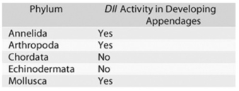   -In the experiment outlined in the accompanying table, what would you expect to happen if researchers supplied an enzyme that blocked the expression of the Dll gene? A)  The embryo would have appendages in abnormal locations. B)  The origins of the embryo's appendages would fluoresce. C)  The developing embryo would have no appendages. D)  The embryo's appendages would be shorter than usual.