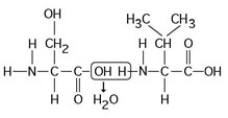   The chemical reaction illustrated in the accompanying figure ________. A)  is a hydrolysis reaction B)  results in a peptide bond C)  joins two fatty acids together D)  links two polymers to form a monomer E)  joins two phospholipids in a bilayer