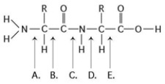 Refer to the accompanying figure to answer the following question(s) .   -Which bond is closest to the amino group of the molecule? A)  A B)  B C)  C D)  D E)  E