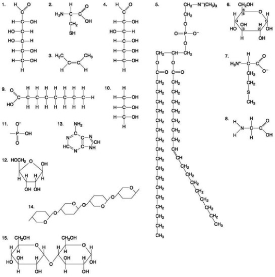 The following question(s)  are based on the 15 molecules illustrated in the accompanying figure. Each molecule may be used once, more than once, or not at all.   -Which of the following molecules is an amino acid with a hydrophobic R-group or side chain? A)  3 B)  7 C)  10 D)  12 E)  13