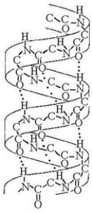   -The structural level of a protein LEAST affected by a disruption in hydrogen bonding is the ________. A)  primary level B)  secondary level C)  tertiary level D)  quaternary level E)  All structural levels are equally affected by a disruption in hydrogen bonding.
