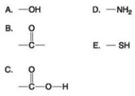   Which of the groups shown above is a functional group that helps stabilize proteins by forming covalent cross-links within or between protein molecules? A)  A B)  B C)  C D)  D E)  E