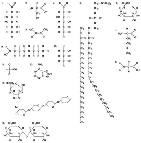 The following questions are based on the 15 molecules illustrated in the accompanying figure. Each molecule may be used once, more than once, or not at all.   Which of the following molecules act as building blocks (monomers)  of polypeptides? A)  1, 4, and 6 B)  2, 7, and 8 C)  7, 8, and 13 D)  11, 12, and 13 E)  12, 13, and 15