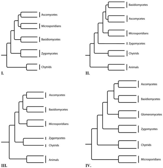 The question(s)  below refer to the following phylogenetic trees.   -Which tree depicts the microsporidians as a sister group of the fungi, rather than as a fungus? A)  I B)  II C)  III D)  IV