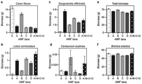 Use the following information to answer the question(s)  below. Canadian and Swiss researchers wanted to know if the diversity of arbuscular mycorrhizal fungi (AMF)  was important to the productivity of grasslands (M.G.A. van der Heijden, J. N. Klironomos, M. Ursic, P. Moutoglis, R. Streitwolf-Engel, T. Boler, A. Wiemken, and I. R. Sanders. 1998. Mycorrhizal fungal diversity determines plant biodiversity, ecosystem variability and productivity. Nature 396:69-72) . Specifically, they wanted to know if it mattered which specific AMF species were present, or just that some type of AMF was present. They grew various plants in combination with one of four AMF species (A, B, C, and D) , no AMF species (O) , or all four AMF species together (A + B + C + D) ; and they measured plant growth under each set of conditions. All plant species were grown in each plot, so they always competed with each other with the only difference being which AMF species were present. On the graphs below, the x-axis labels indicate the number and identity of AMF species (bar 0 = no fungi; bars A-D = individual AMF species; bar A + B + C + D = all AMF species together) . The y-axis indicates the amount (grams)  of plant biomass for the species shown in italics above each graph. Graph (e)  is the total biomass (grams)  of all 11 plant species combined; graph (f)  is the biomass of Bromus erectus plants only, separated from the total.   -Based on the graphs in the accompanying figure, which of the following plant species is most likely NOT to form mycorrhizal associations? A)  Carex flacca (graph a)  B)  Lotus corniculatus (graph b)  C)  Sanguisorba officinalis (graph c)  D)  Centaurium erythrea (graph d) 