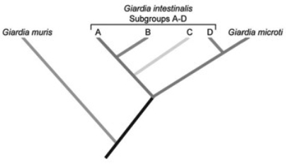   -According to the phylogenetic tree in the accompanying figure, G. intestinalis constitutes a ________ group. A)  paraphyletic B)  monophyletic C)  polyphyletic