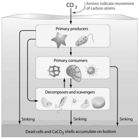   Which of the following might be a result of adding a secondary consumer to the aquatic ecosystem in the accompanying illustration? A)  a decrease in the number of primary consumers B)  a decrease in the population of decomposers C)  an increase in atmospheric carbon dioxide D)  an increase in the population of scavengers E)  a decrease in the carbon sink