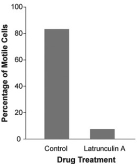 Use the following information to answer the question(s)  below. The mechanism of cell crawling in protist species is not well defined. Pseudopodia extension involves interactions between actin and myosin (the same molecules that are involved in vertebrate muscle contraction) . However, prior to the study described below, no one had provided convincing data that actin and myosin were actually involved in cell crawling in protists. Anatomical studies had identified the cytoskeletal protein actin just below the surface of the cell membrane in several species of protist, but physiological studies had failed to show a functional link between actin, myosin, and cell crawling. In a study by N. Poulsen et al. (Diatom gliding is the result of an actin-myosin motility system, Cell Motility and the Cytoskeleton 44 (1999) :23-22) , researchers tested whether motility in a particular species of diatom involves interactions between actin and myosin.   -Refer to the study by Poulsen et al. and the accompanying figure. Latrunculin A is a reversible toxin that disrupts the formation of actin fibers. A culture of a particular species of diatom was treated with this toxin diluted in a buffer, while another culture was treated only with the buffer (no toxin; control) . The motility of cells in each culture was assessed by counting the number of cells that were moving during a defined period of time. Which of the following conclusions is reasonable based on the figure? A)  Formation of actin fibers is not necessary for the movement in this species of diatom. B)  The buffer alone largely inhibited movement in this species of diatom. C)  In this species of diatom, fully formed actin fibers are necessary for movement.